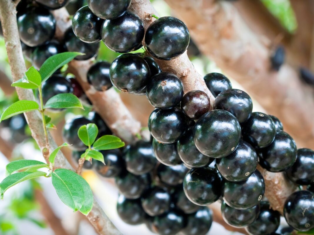 Os benefícios da jabuticaba e receitas Os benefícios da jabuticaba e receitas