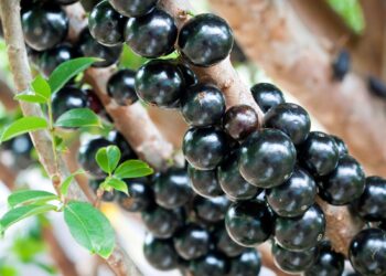 Os benefícios da jabuticaba e receitas