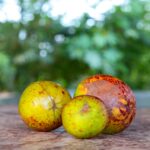 Você conhece a mangaba? fruta requer cuidados para consumo