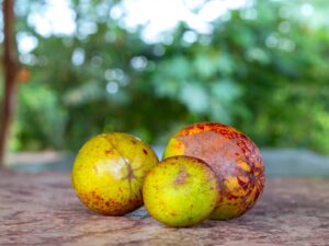 Você conhece a mangaba? fruta requer cuidados para consumo Você conhece a mangaba? fruta requer cuidados para consumo