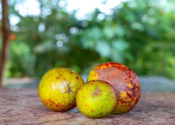 Você conhece a mangaba? fruta requer cuidados para consumo