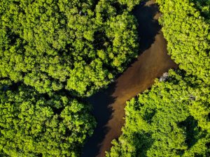 Programa Bolsa Verde: sustentabilidade e combate ao desmatamento