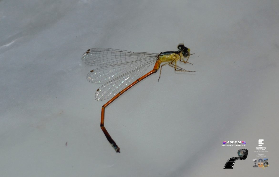 Pesquisadores do IFMG descobrem nova espécie de inseto no norte de Minas