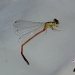 Pesquisadores do IFMG descobrem nova espécie de inseto no norte de Minas