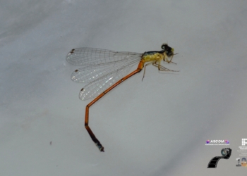 Pesquisadores do IFMG descobrem nova espécie de inseto no norte de Minas