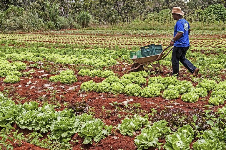 PAA 2023: Programa de Aquisição de Alimentos