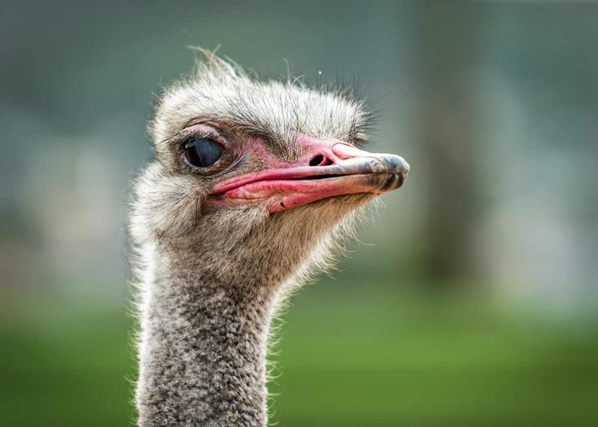 O famoso estômago de avestruz