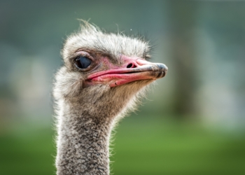 O famoso estômago de avestruz