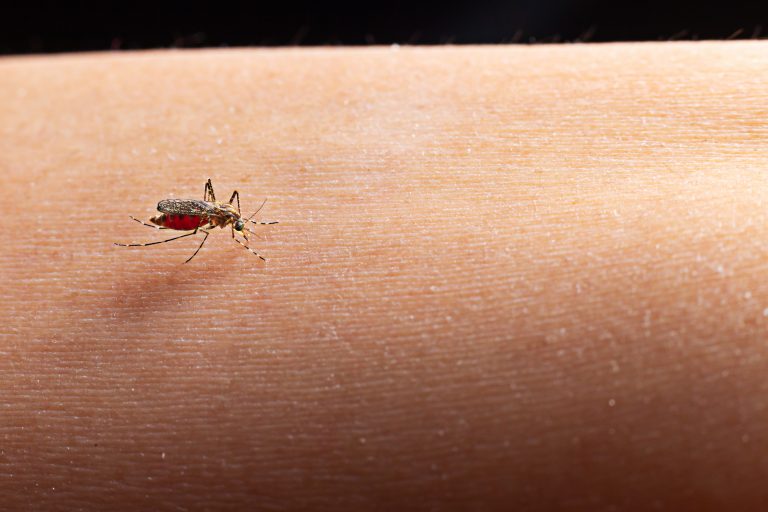 Dengue: Mariana vive período de alerta com o aumento no número de casos
