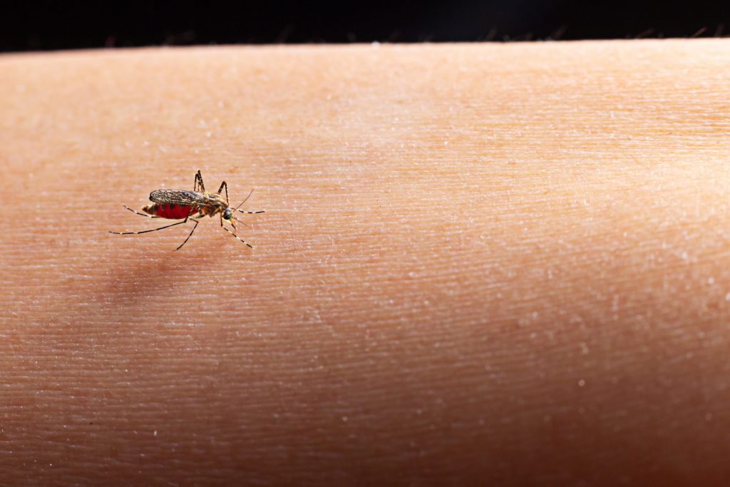 Dengue: Mariana vive período de alerta com o aumento no número de casos Dengue: Mariana vive período de alerta com o aumento no número de casos