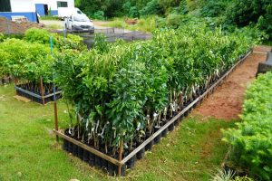 Incentivo Rural: Prefeitura de Itabirito disponibiliza adubo e árvores frutíreras aos produtores da cidade Incentivo Rural: Prefeitura de Itabirito disponibiliza adubo e árvores frutíreras aos produtores da cidade