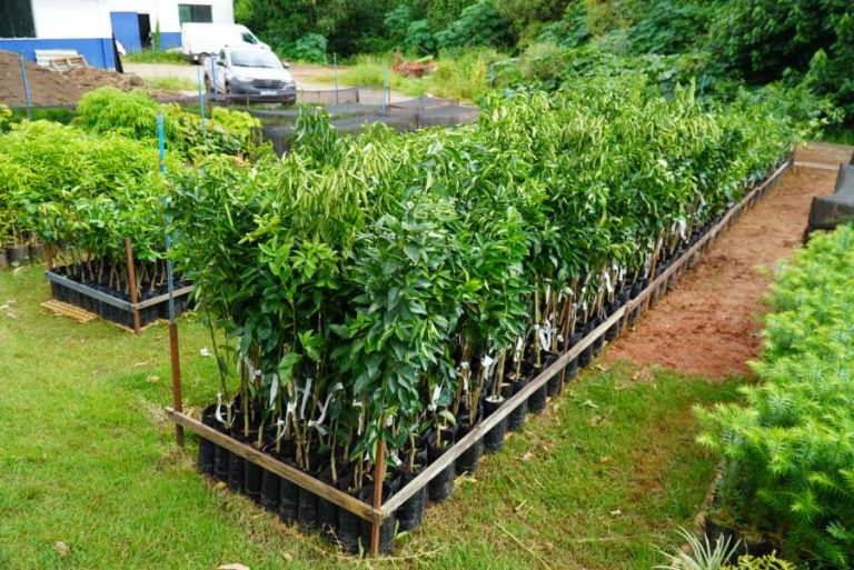 Incentivo Rural: Prefeitura de Itabirito disponibiliza adubo e árvores frutíreras aos produtores da cidade