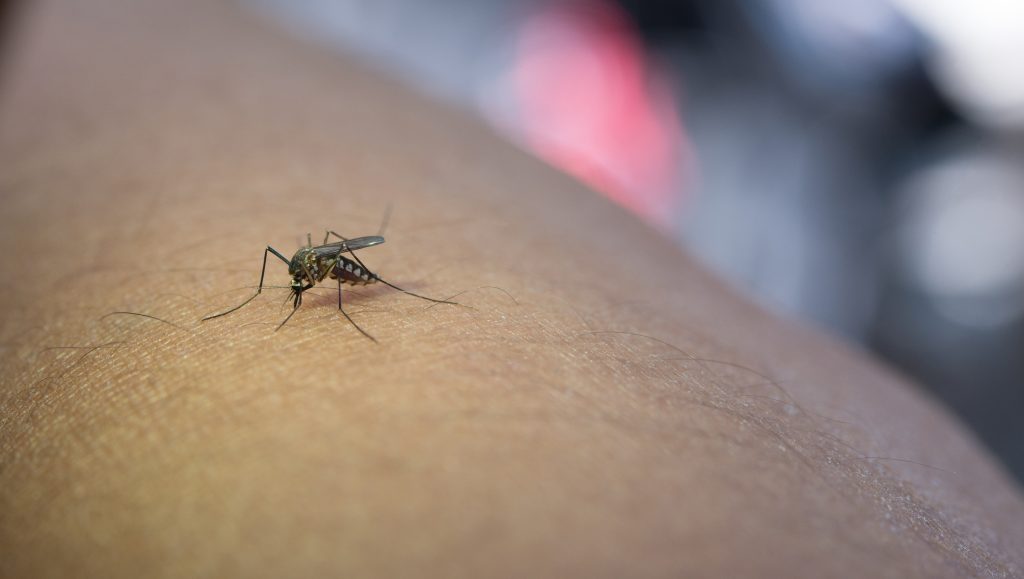 Mariana registra mais de 6 mil casos de Dengue
