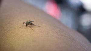 Mariana realiza mutirão contra a dengue Mariana registra mais de 6 mil casos de Dengue