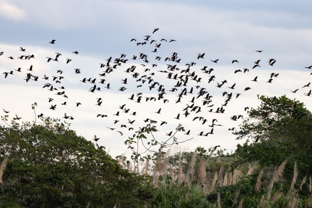 Inscrições de projetos para pesquisa de biodiversidade na bacia do rio Doce vão até o dia 13 de maio Inscrições de projetos para pesquisa de biodiversidade na bacia do rio Doce vão até o dia 13 de maio