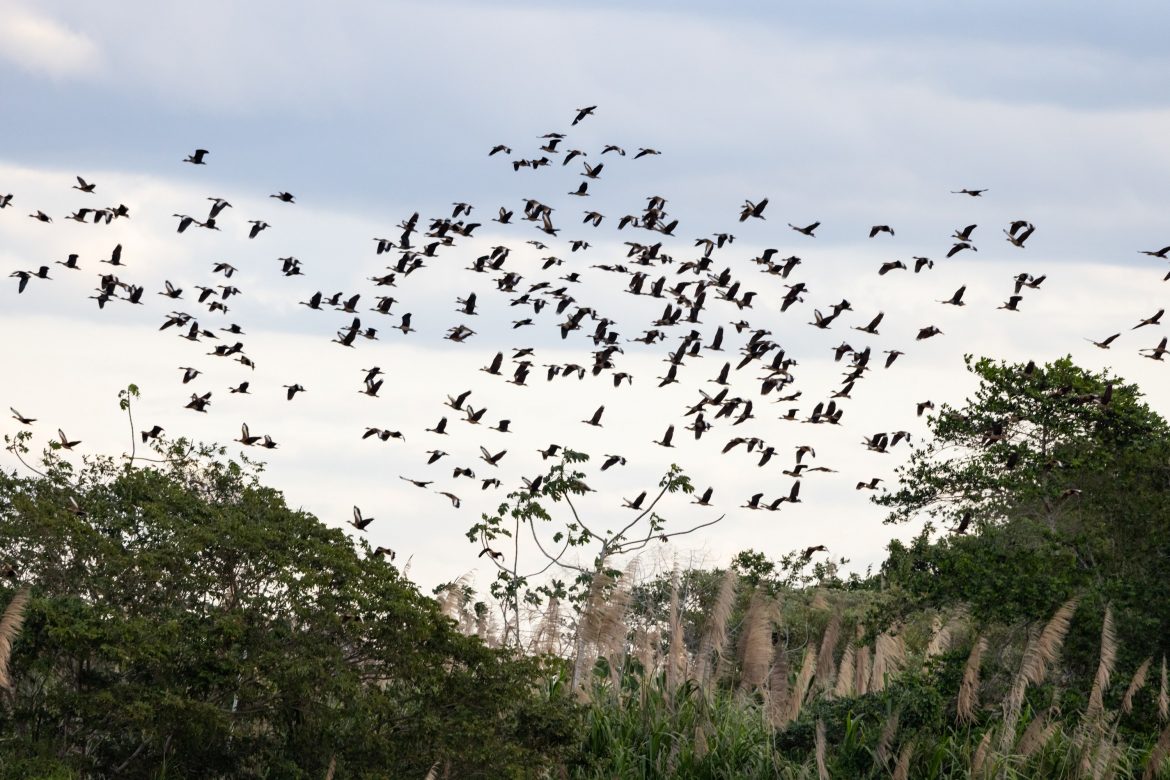 Inscrições de projetos para pesquisa de biodiversidade na bacia do rio Doce vão até o dia 13 de maio