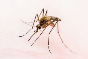 Mortes por dengue crescem em 2025 e Minas Gerais intensifica combate à doença