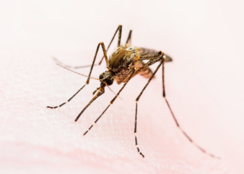 Mortes por dengue crescem em 2025 e Minas Gerais intensifica combate à doença