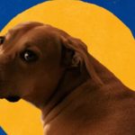 Vira-lata caramelo: campanha da Pedigree transforma símbolo da internet em embaixador da adoção responsável