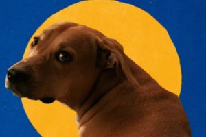 Vira-lata caramelo: campanha da Pedigree transforma símbolo da internet em embaixador da adoção responsável Vira-lata caramelo: campanha da Pedigree transforma símbolo da internet em embaixador da adoção responsável