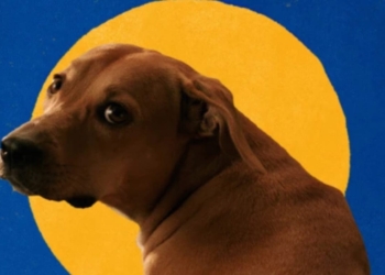 Vira-lata caramelo: campanha da Pedigree transforma símbolo da internet em embaixador da adoção responsável