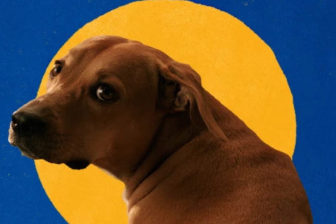 Vira-lata caramelo: campanha da Pedigree transforma símbolo da internet em embaixador da adoção responsável