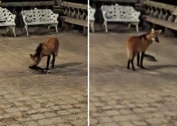 Santuário do Caraça registra filhote de lobo-guará após incêndios 