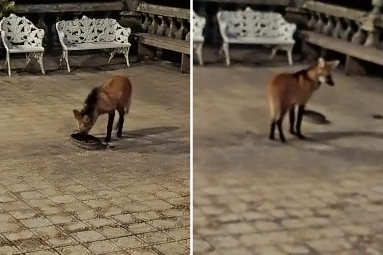 Santuário do Caraça registra filhote de lobo-guará após incêndios 