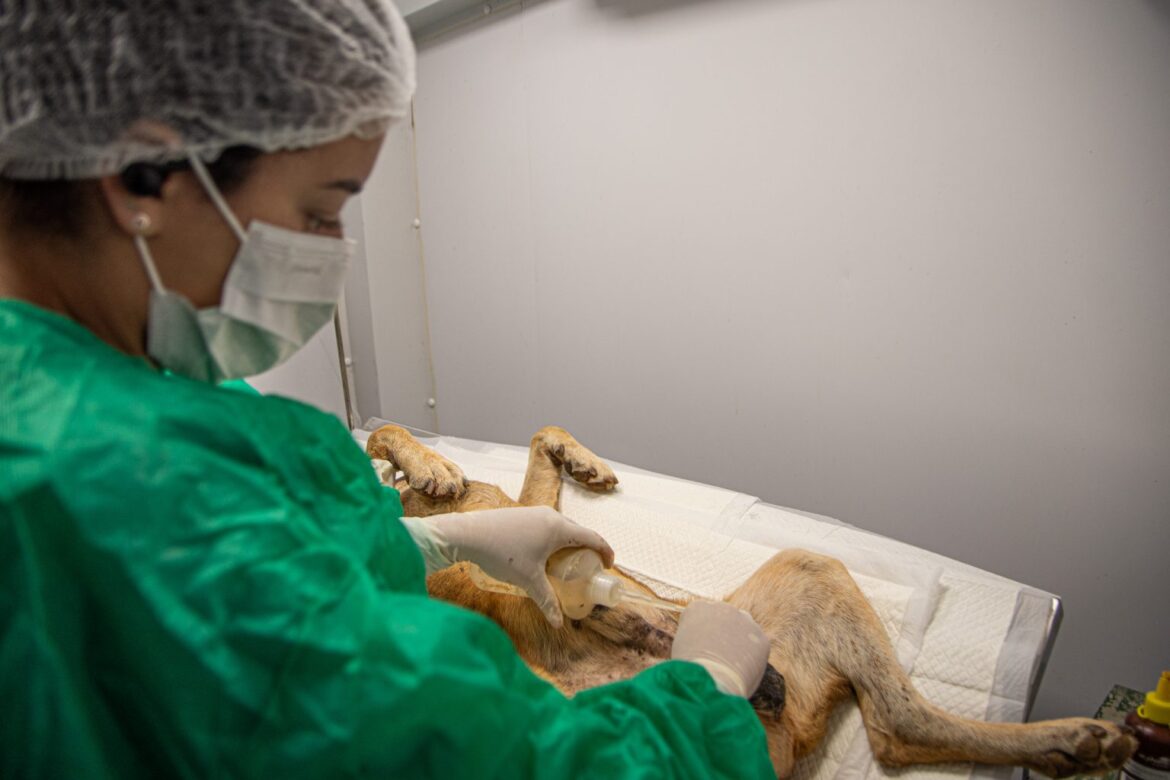 Castração animal: 33 animais são castrados durante ação no Bonsucesso 