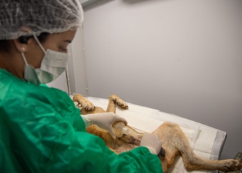 Castração animal: 33 animais são castrados durante ação no Bonsucesso 