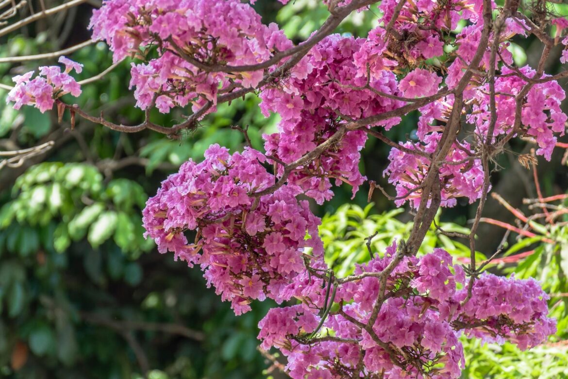Governo de Minas abre vagas para nova edição do curso gratuito de Educação Ambiental 