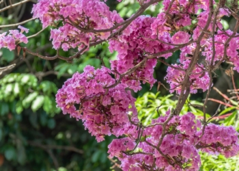 Governo de Minas abre vagas para nova edição do curso gratuito de Educação Ambiental 