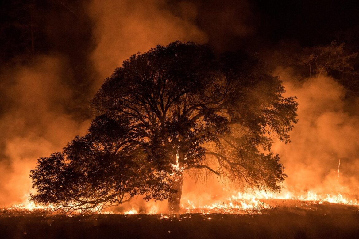Ministério Público lançou, em 2024, aplicativo para denúncias de crimes ambientais