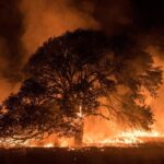 Ministério Público lançou, em 2024, aplicativo para denúncias de crimes ambientais