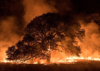 Ministério Público lançou, em 2024, aplicativo para denúncias de crimes ambientais