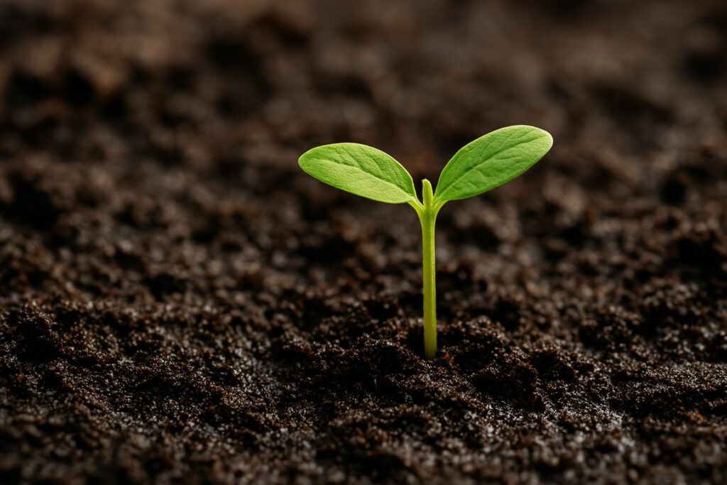 ‘Petricor’: o que é o ‘cheiro de terra molhada’ e como ele se forma ‘Petricor’: o que é o ‘cheiro de terra molhada’ e como ele se forma