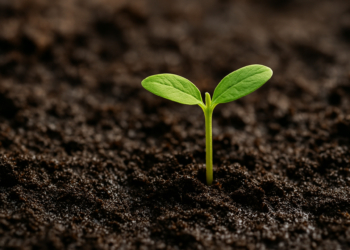 ‘Petricor’: o que é o ‘cheiro de terra molhada’ e como ele se forma