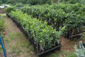 Prefeitura de Itabirito promove ação de troca de recicláveis na Praça do Centenário