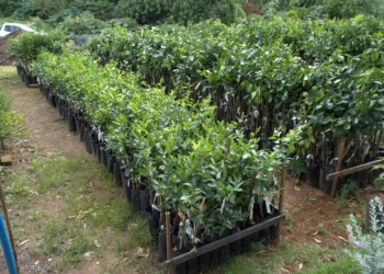 Prefeitura de Itabirito promove ação de troca de recicláveis na Praça do Centenário