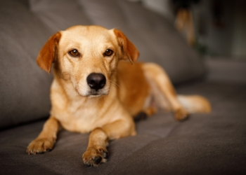 Vira-lata caramelo é reconhecido como manifestação cultural imaterial em Viçosa