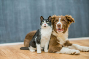 Prefeitura de Ouro Preto realiza 3º Mutirão de Castração de cães e gatos a partir de 16 de junho Prefeitura de Ouro Preto realiza 3º Mutirão de Castração de cães e gatos a partir de 16 de junho