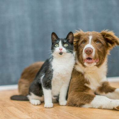Prefeitura de Ouro Preto realiza 3º Mutirão de Castração de cães e gatos a partir de 16 de junho