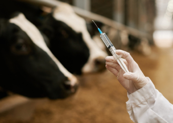 Mais de 17 mil animais são vacinados contra brucelose e raiva em Mariana