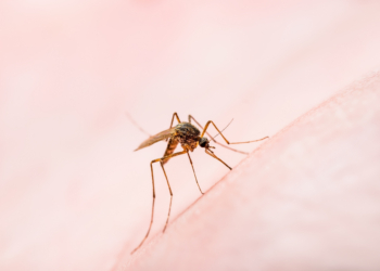 Mariana inicia mutirão de limpeza contra a dengue em bairros e distritos