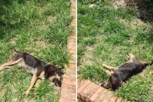Cão é encontrado morto nas dependências da UFOP com suspeita de envenenamento Cão é encontrado morto nas dependências da UFOP com suspeita de envenenamento