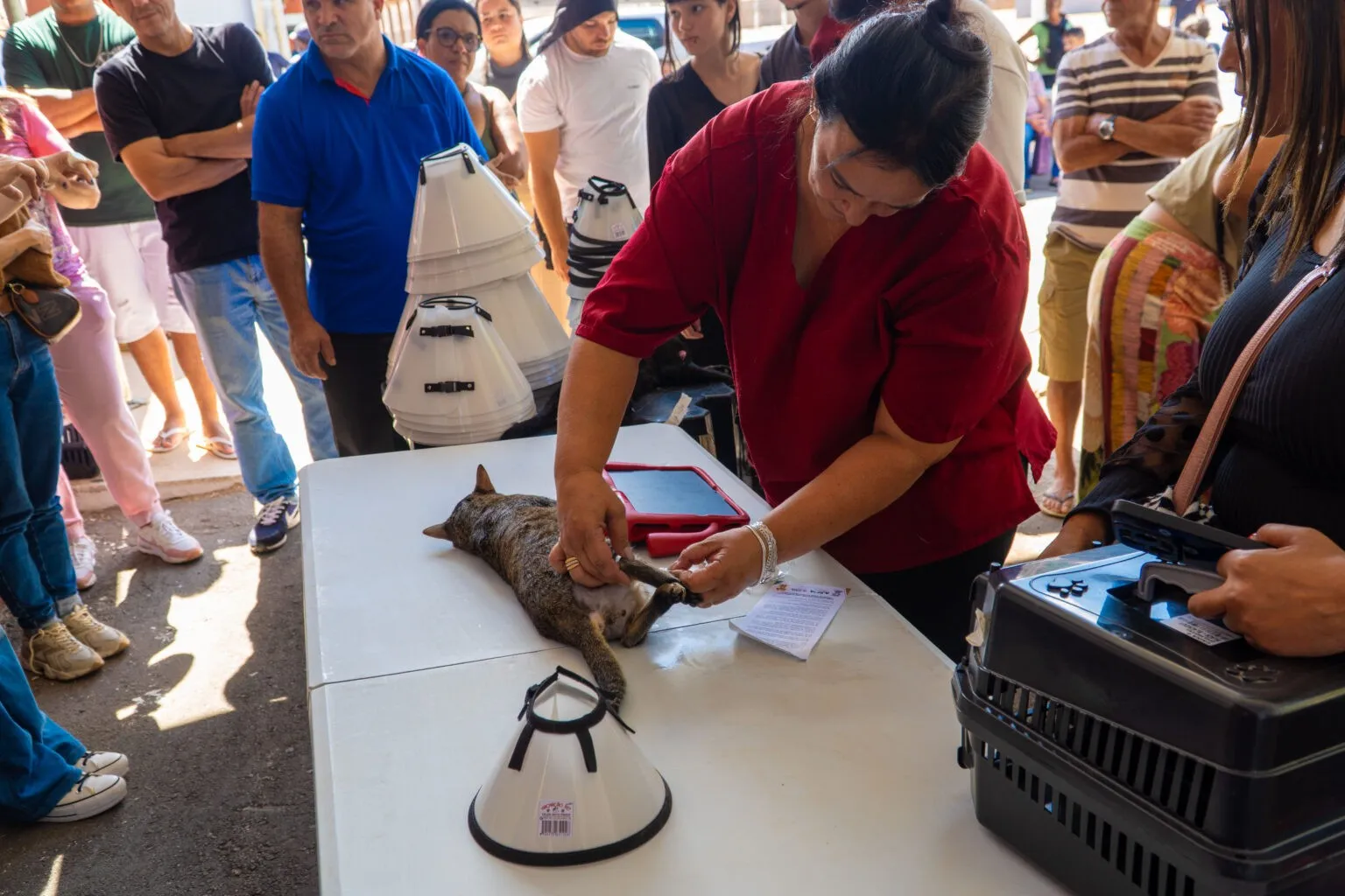 Castração de animais atende quase 200 cães e gatos em Itabirito