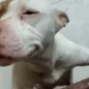 Cadela e seis filhotes são encontrados abandonados dentro de casa em Ouro Preto
