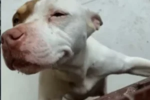 Cadela e seis filhotes são encontrados abandonados dentro de casa em Ouro Preto Cadela e seis filhotes são encontrados abandonados dentro de casa em Ouro Preto