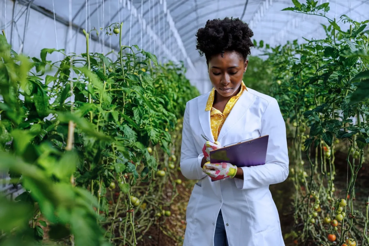 Mariana abre inscrições para o primeiro curso técnico em Agropecuária da cidade com 25 vagas gratuitas Mariana abre inscrições para o primeiro curso técnico em Agropecuária da cidade com 25 vagas gratuitas