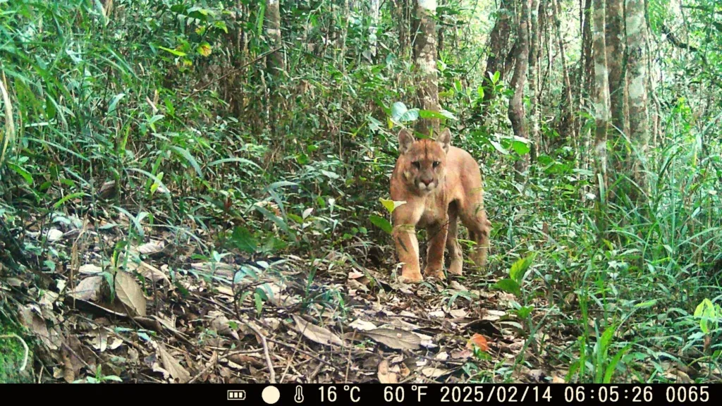 Onça-parda (Puma concolor), que vive na área do Complexo de Germano, em Mariana-MG